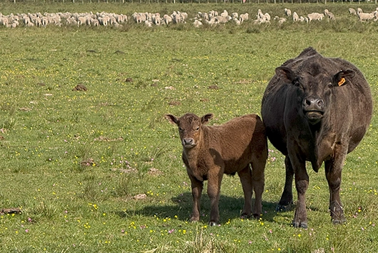 Bild von Rind und Jungrind