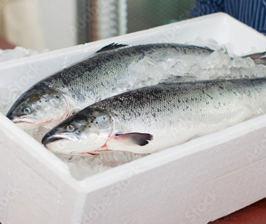 Sortiment Fisch 3 Ganze Fische