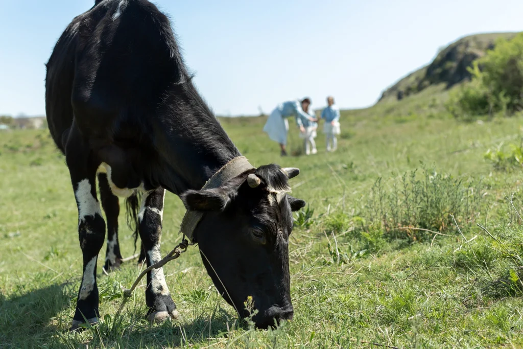 Magazin 2 close up of a black cow grazing in a meadow agains 2026 03 17 05 02 42 utc