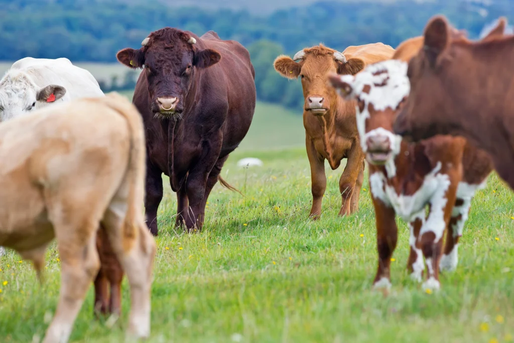 herd of cows in rural field 2026 03 26 08 17 02 utc