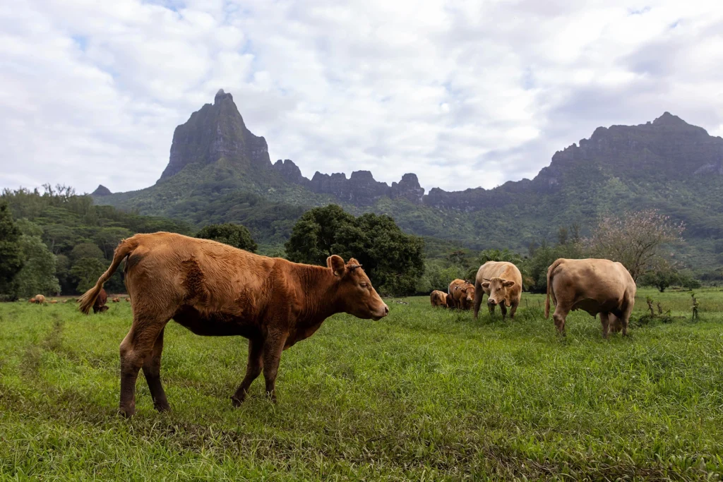Magazin 1 herd of cows on tropical island moorea 2026 01 07 00 19 13 utc 1