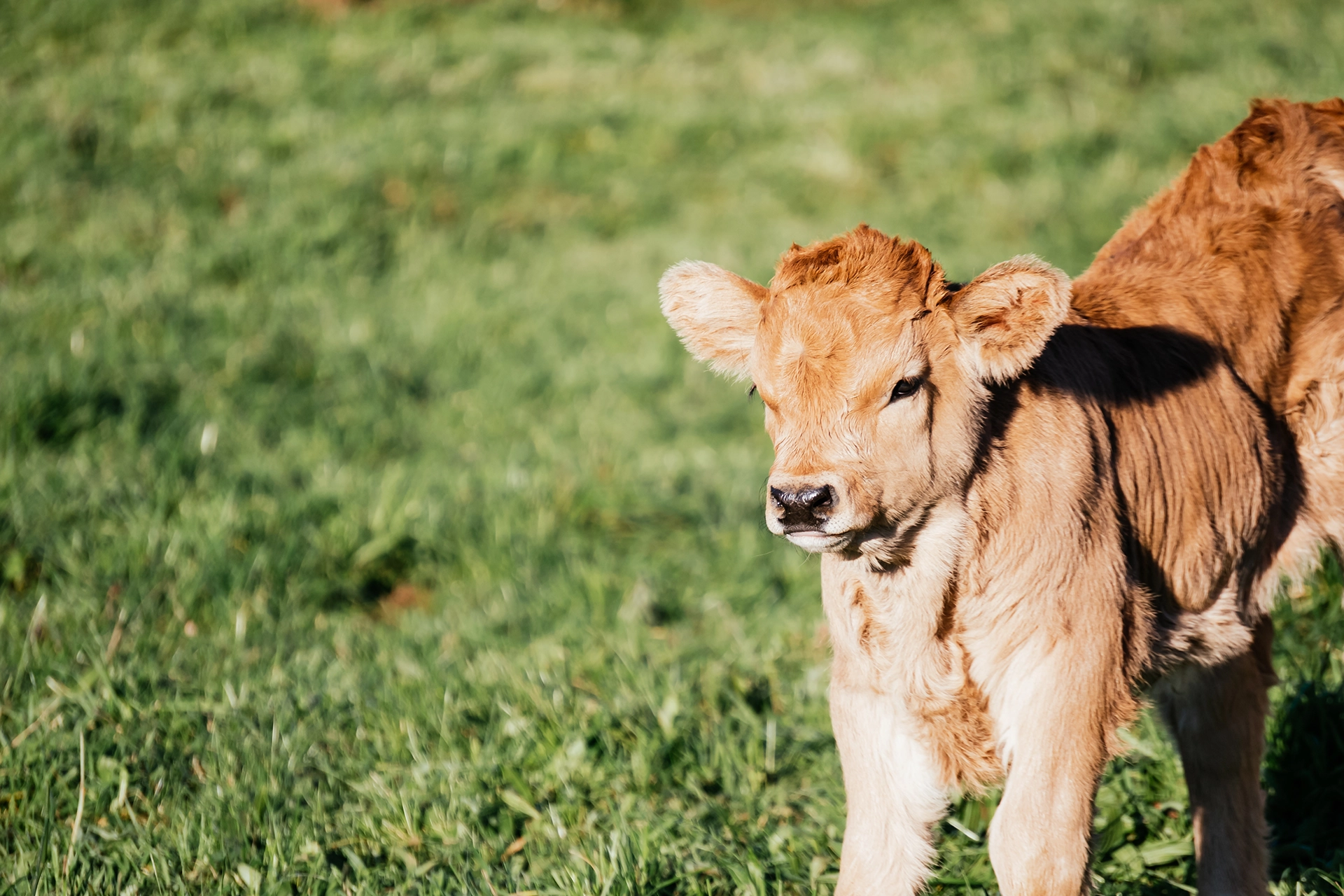Neugeborenes Kalb steht auf einer Weide