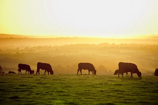 Rinder auf der Weide im goldenen Abendlicht